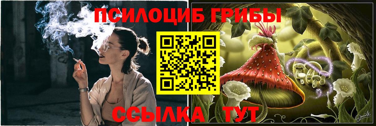 Псилоцибиновые грибы Psilocybine cubensis Черкесск